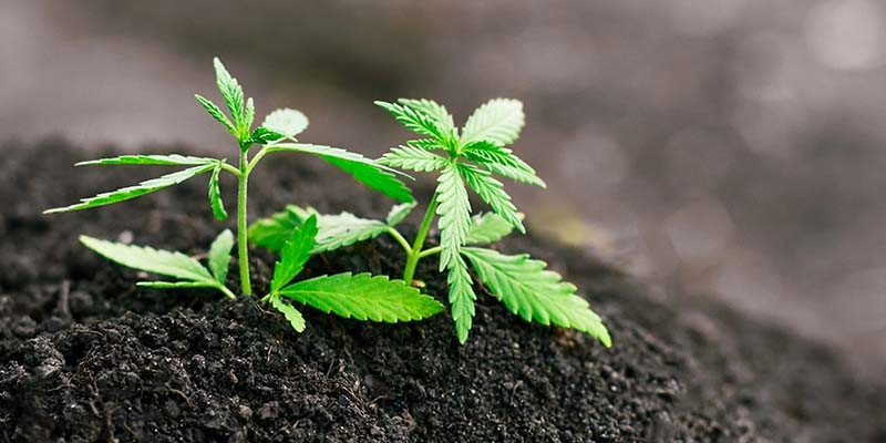 A Step-by-Step Guide Germinate Cannabis Seeds
