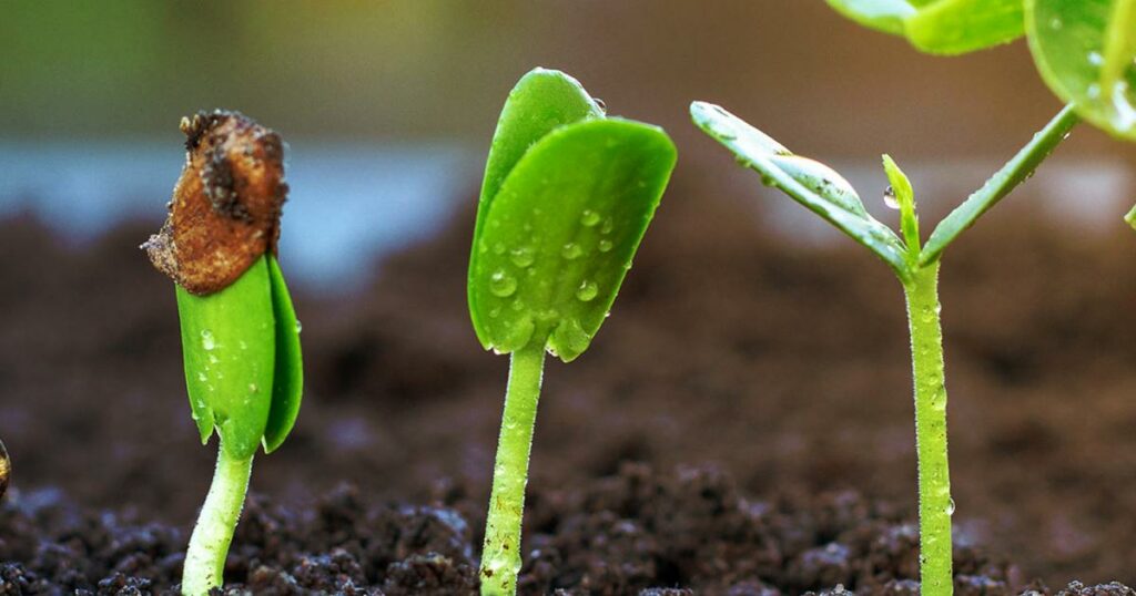 Germinate Cannabis Seeds: A Step-by-Step Guide