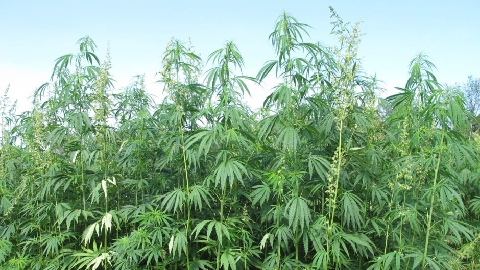 Canadian Hemp Farming