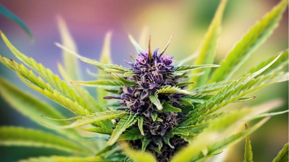 High quality cbd oil