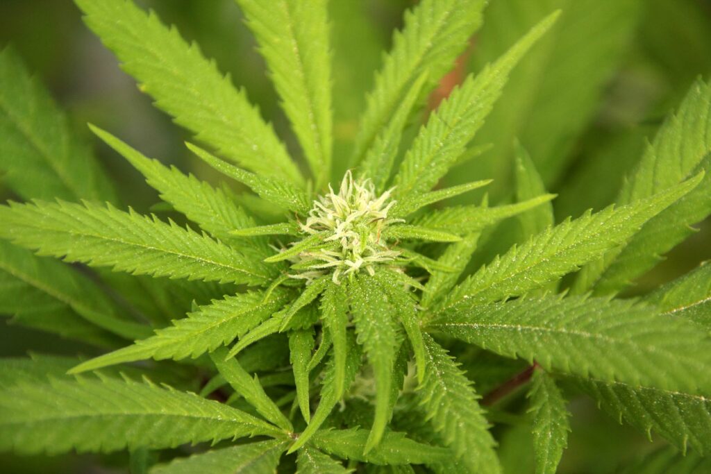 CBD Oil and Digestive Health