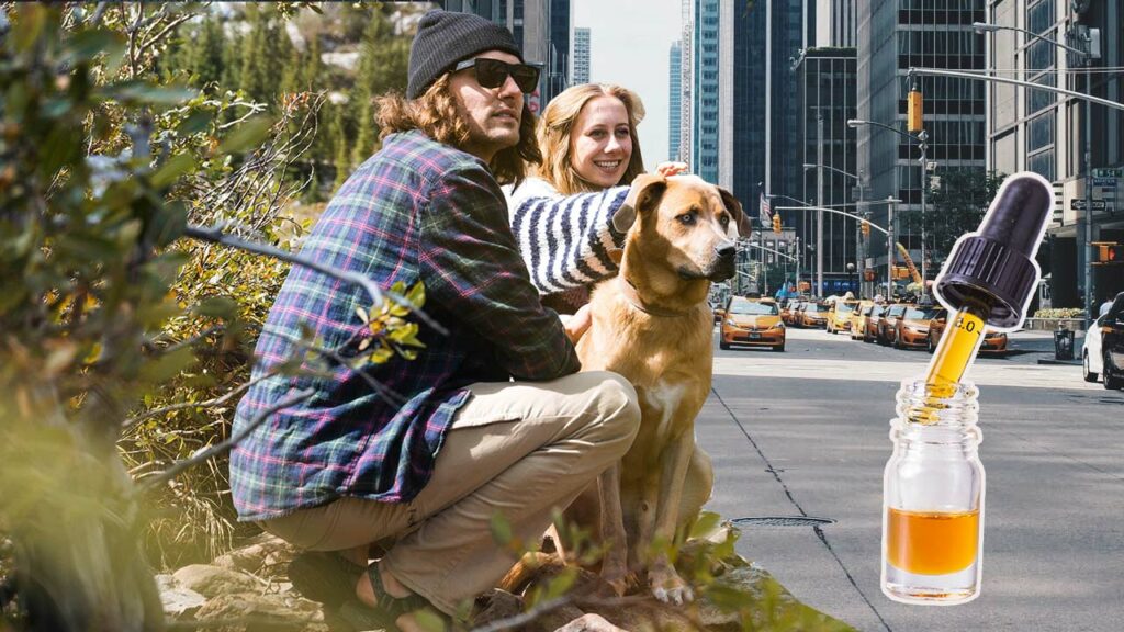 CBD Oil for Pets vs. Humans