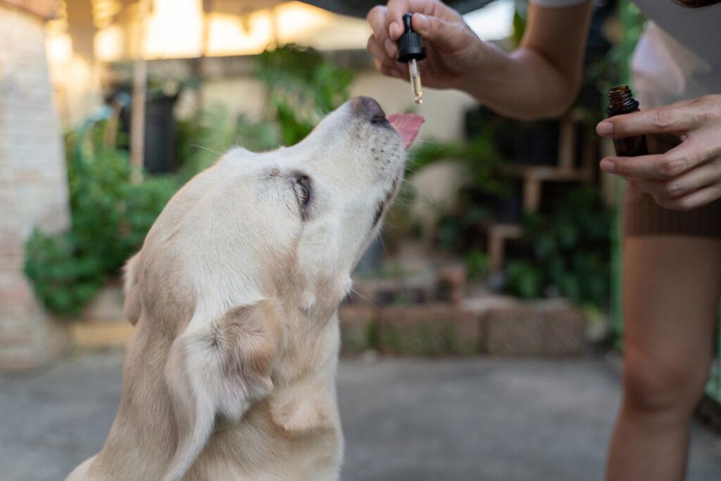 CBD Oil for Pets vs. Humans